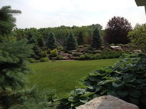 Landscaping with Tree