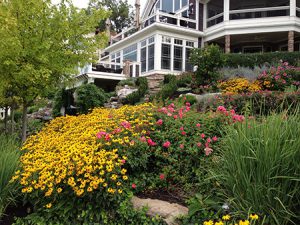 Beautiful Flowers in a Yard