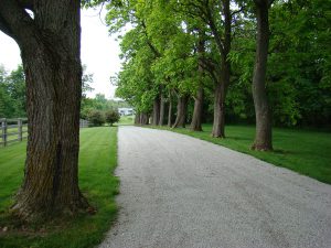 Landscaping with Trees